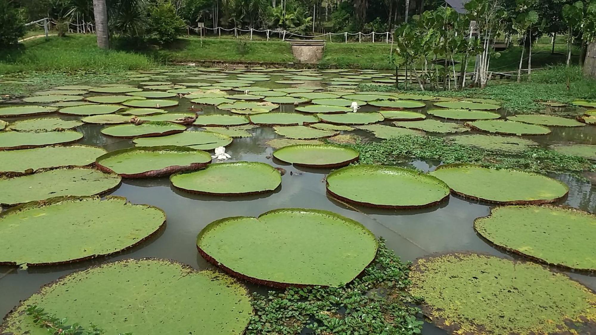 Avatar Amazon Lodge & Canopy Park Santa Teresa  ภายนอก รูปภาพ